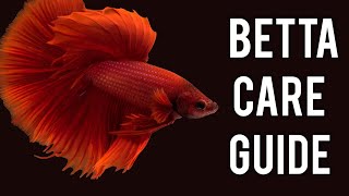 Betta Fish Care Guide What You Need to Know [upl. by Neeham]