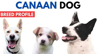 Canaan Dog Breed Profile History  Price  Traits  Canaan Dog Grooming Needs  Lifespan [upl. by Reivad]