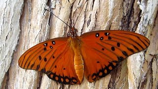 Gulf Fritillary Mating EggLaying HD BReel V22535 [upl. by Vasileior]