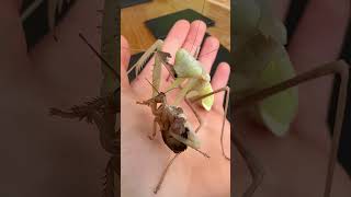 Mantis eating roach 🪳 [upl. by Zelazny824]