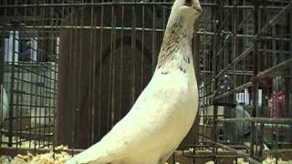 egyptian swift fancy pigeon [upl. by Eugenides]