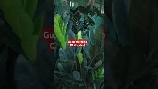 Dishavlogs24 In door plant hindisong like plant Subscribe [upl. by Downes]