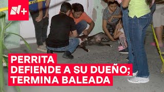 Perrita Pitbull defiende a adulto mayor Ambos terminan baleados  N [upl. by Reich292]