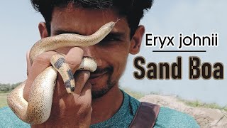 Sand boa Eryx Jhonii DomuhaHarmless snake [upl. by Emlen]