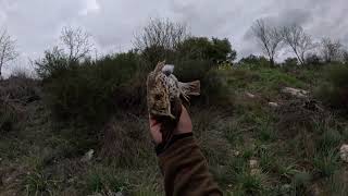 HUNTING TORDUS CYPRUS ΚΥΝΗΓΙ ΤΣΙΧΛΑΣ SPRINGER SPANIEL OF PANTREAS BENELLI 828U GOPRO HERO12 [upl. by Nenney]