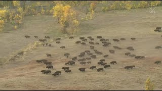 2022 Buffalo Roundup at Custer State Park  SDPB [upl. by Pease570]