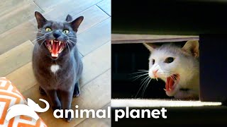 This Deaf Cat Gets Overstimulated And Angry Very Easily  My Cat From Hell [upl. by Piero]