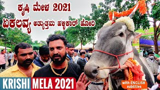 EKLAVYA Top Quality Hallikar Bull Facts by Varthur Santhosh at Krishi Mela 2021 Bangalore Karnataka [upl. by Marisa]