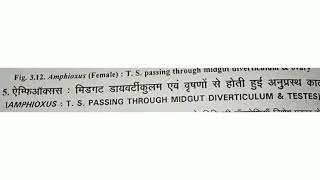 Amphioxus  T S  passing through midgut diverticulum amp Testes [upl. by Lejeune626]