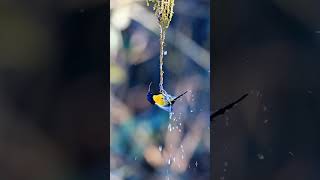 Green throated Sunbird video sunbridge [upl. by Naillik247]