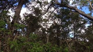 Songbird chorus  Hakalau Forest NWR Hawaii [upl. by Kwapong]