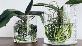 How To Grow Orchids In Full Water Culture And Semi Water Culture [upl. by Sikes]