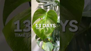 Monstera Aurea watch the variegation come in houseplants planttimelapse [upl. by Sikleb138]