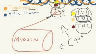 What is Troponin [upl. by Ogawa]