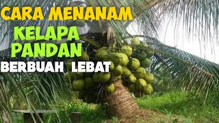 Cara Menanam Kelapa Agar Cepat Berbuah [upl. by Pallua470]