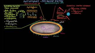 Antibiotiques  Ep 2  mécanisme daction  Docteur Synapse [upl. by Vicki]