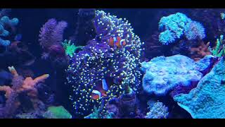 magnifica  ritteri anemone in my reef aquarium [upl. by Anees123]