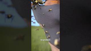 DescriptionHow To Survive A Swarm Of Bees😱 shorts [upl. by Prowel]