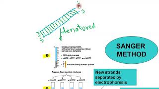 DNA SEQUENCING SANGER METHOD BY PROF ZAHOOR [upl. by Spark313]