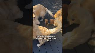 5 GOLDEN RETRIEVERS PLAYING WITH A SAUSAGE DOG goldenretiever cutedog dog puppy [upl. by Alliuqet]