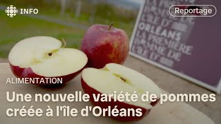 Une pomme créée à lîle dOrléans [upl. by Tiphani]