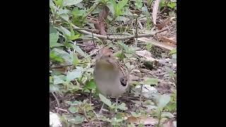 The curious dance of the striped cuckoo [upl. by Buckingham]