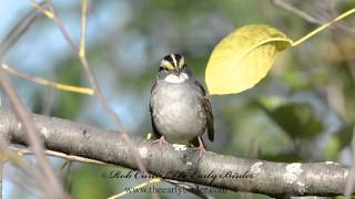 WHITE THROATED SPARROW just sitting pretty Zonotrichia albicollis [upl. by Winnie]