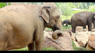 The elephant eats grass  Sri Lanka Pinnawala Elephant Orphanage [upl. by Ahsineg]