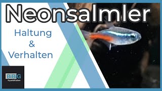 Der Neonsalmler  Paracheirodon innesi  Wie man ihn hält damit er sich wohl fühlt  BiBiG [upl. by Platt]