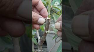 The Secret to Growing More Guavas Grafting garden fruit plants ytshorts [upl. by Namya]