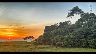 African forest elephant Loxodonta cyclotis [upl. by Zsazsa]