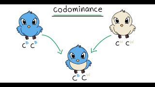 Co  Dominance Principal of Inheritance and Variation  Genetics [upl. by Fleda]