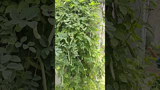 Clitoria ternatea plant ☘️☘️ music శంకం పువ్వు [upl. by Gylys625]