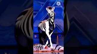 Americas got talent Zebra agt magic shortsvideo [upl. by Nady]