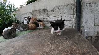 Kittens  Istanbul [upl. by Arehs]