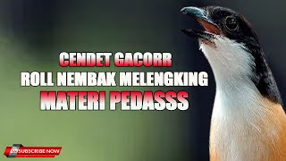 CENDET GACOR FULL MATERI ROLL NEMBAK PEDASS COCOK UNTUK MASTERAN BURUNG KESAYANGAN [upl. by Pitts]