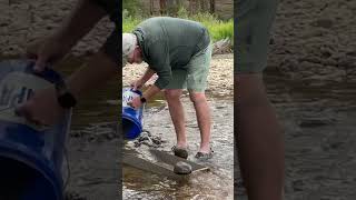 Panning for GOLD in Colorado [upl. by Nosrettap]