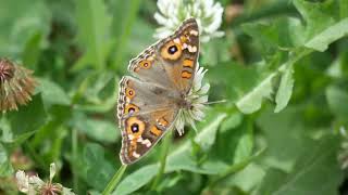 Meadow Argus Butterfly 20241109 [upl. by Aneehsal731]