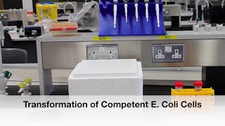 Protocol 6 Transformation of Competent E Coli Cells [upl. by Gewirtz]