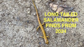 Long Tailed Salamander finds from 2024 dayhikingandherpingdudes [upl. by Onfroi111]