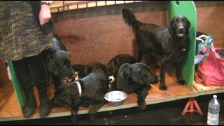 Flat coated Retriever in Crufts 2017 b [upl. by Markowitz683]