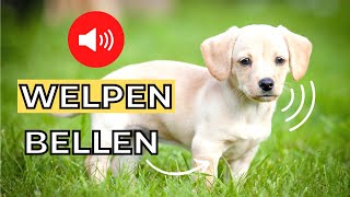 welpe bellen 🐶 welpe soundeffekte [upl. by Samira]