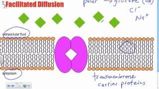 Bio B10  Facilitated Diffusion Passive Transport [upl. by Cochrane]