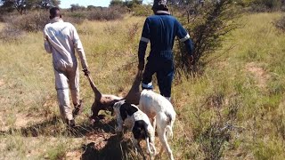 GREYHOUND DOGS 2023 HUNTING IN AFRICA p55 [upl. by Xonel]