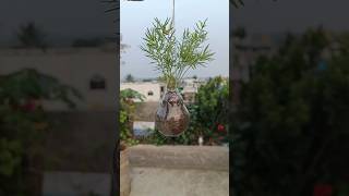 How to make Hanging pot😍🌿 indianfarmer gardening phoolpatte terracegardening kitchengardening [upl. by Fairman]