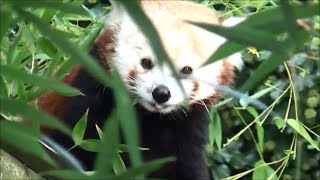 Ailurus fulgens  FG Cuvier 1825  HD  Panda Roux Firefox  Ménagerie Paris  092014 [upl. by Aisauqal141]