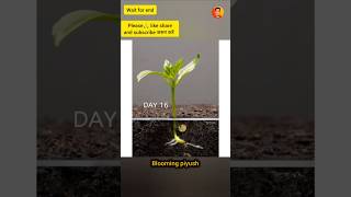 Growing tomato PlantTime Lapseshorts facts [upl. by Demetris]