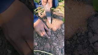 agritools farmer life tonglufeng agriculture agritool youtubeshorts viral [upl. by Lrat243]