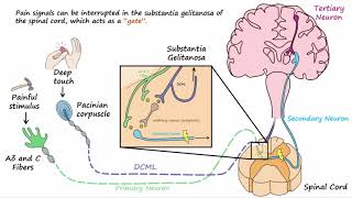 Gate Control Theory of Pain [upl. by Albertine634]