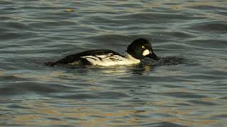 Goldeneye foraging in the water [upl. by Kuo]